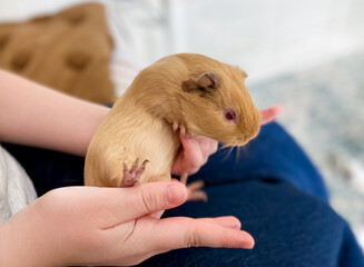 Orange guinea pig with red eyes in hands. Breeding and care of pets, domestic animals