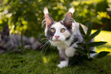 curious white calico maine coon kitten outdoors on the hunt in sunny garden