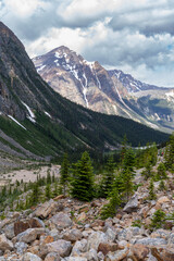 Fototapeta na wymiar Small trees and rocks along the Path of the Glacier Trail, Mt. Edith Cavell in Jasper National Park Canada