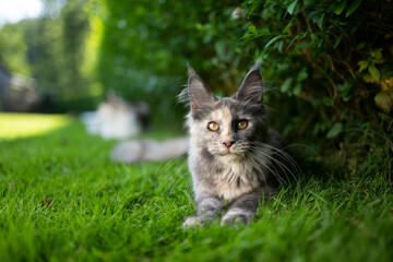 Naklejka na ściany i meble maine coon kitten outdoors in green garden lying on grass looking at camera