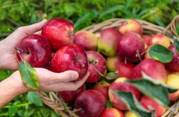 A male farmer harvests apples. Selective focus.