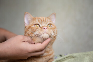 Wrinkled ginger kitten likes being pets by male hand. Purebed british shorthaired cat.