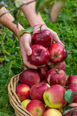 A male farmer harvests apples. Selective focus.