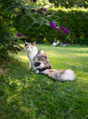 beautiful maine coon cat with fluffy tail sitting on green grass in garden with flowering plants
