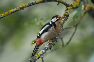 Buntspecht auf Baum mit grünem, freigestelltem Hintergrund