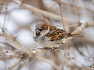 Sparrow sits on a branch without leaves.