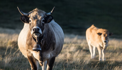 portrait de vaches dans le massif central