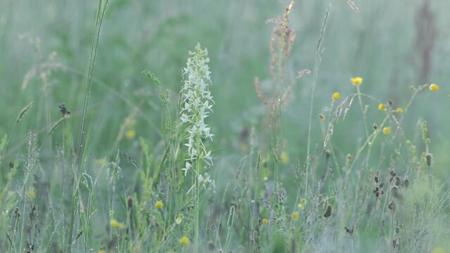 Blooming Lesser butterfly-orchid on a lush meadow on a summer morning in rural Estonia, Northern Europe
