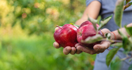 A male farmer harvests apples. Selective focus.