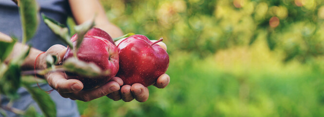 A male farmer harvests apples. Selective focus.