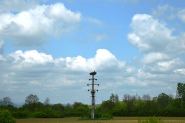Fototapeta na wymiar a stork's nest on an electric pole