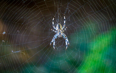 Beautiful garden spider weaving web near Yambol, Bulgaria