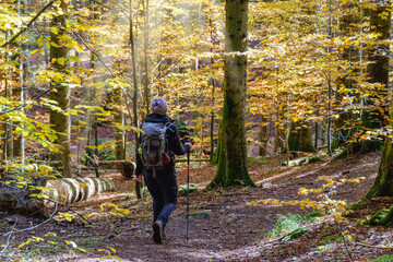 Young woman hiker on a trail during fall foliage season with yellow and orange leaves in a forest in autumn. Parco Nazionale delle Foreste Casentinesi, Tuscany, Italy