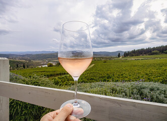 A glass of Rosé wine held by a male hand with the background of a Chianti vineyard. Tuscany, Italy