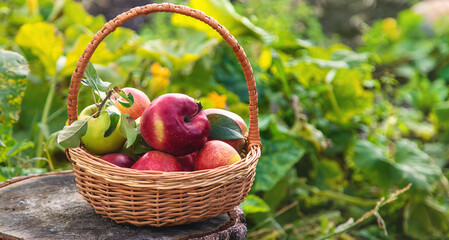 Apple harvest in the garden. Selective focus.