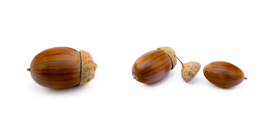 Ripe acorns isolated on a white background