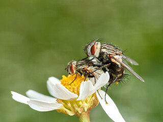 flies copulating on a flower in the field