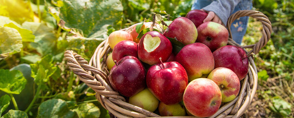 Apple harvest in the garden. Selective focus.