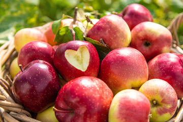 Fototapeta na wymiar Apple harvest in the garden. Selective focus.