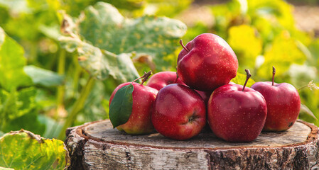 Apple harvest in the garden. Selective focus.