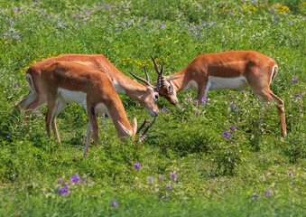 Fototapeta premium Antelope and Deers in wild forest