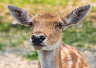 Antelope and Deers in wild forest