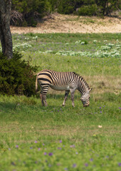 wild zebras on a safari