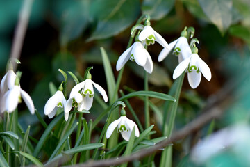 Winter white flower, snowdrops horizontal photo close up winter cold mood zoom macro garden - Powered by Adobe