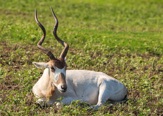 Antelope and Deers in wild forest