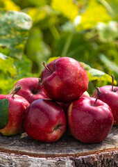 Fototapeta na wymiar Apple harvest in the garden. Selective focus.