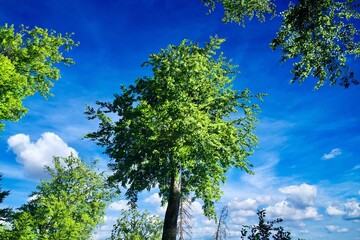 tree and sky