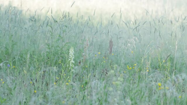 Blooming Lesser butterfly-orchid on a lush meadow on a summer morning in rural Estonia, Northern Europe