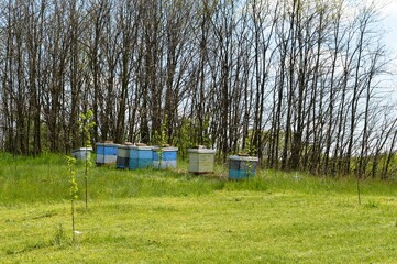 blue beehives on the hill