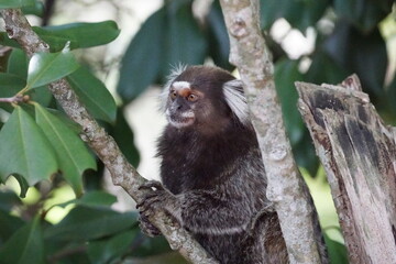 black and white lemur