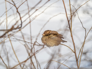 Sparrow sits on a branch without leaves.