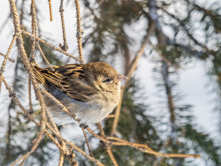 Sparrow sits on a branch without leaves.
