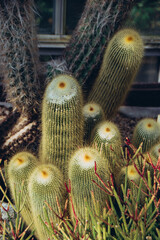 cactus in the garden