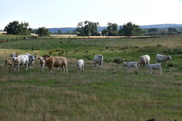 Fototapeta na wymiar Kühe auf einer Weide in der Uckermark