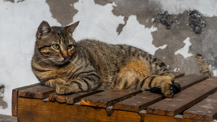 brown cat lying on a table looking to the side