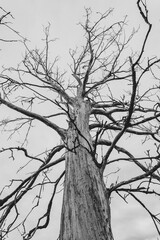 Suche drzewo © Katarzyna