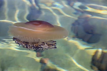 Deurstickers medusa huevo frito marrón mediterráneo 4M0A2899-as22 © txakel