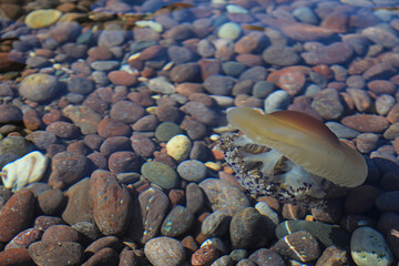 medusa huevo frito marrón mediterráneo 4M0A2972-as22