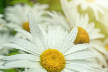 Macrophotography of a chamomile bud with raindrops. Summer wildflowers in the park. Greeting background with flowers.Greeting card. Many flowers of daisies.