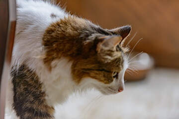 Naklejka na ściany i meble cat on the table maincoon portrait of pet elegant animal