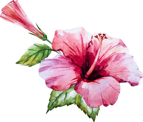 Pink hibiscus, watercolor png illustration