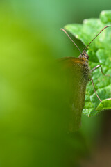 Macro of coenonympha pamphilus butterfly on green leaf