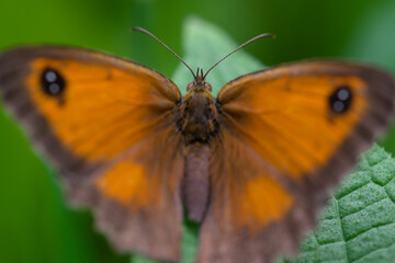 Macro of coenonympha pamphilus butterfly on green leaf