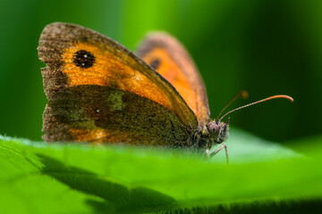 Macro of coenonympha pamphilus butterfly on green leaf