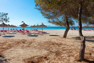 Playa de Alcudia (Mallorca) con tumbonas, sombrillas y pinos que nacen en la arena. Al fondo, las aguas cristalinas del mar Mediterr&aacute;neo. Islas Baleares, Espa&ntilde;a.