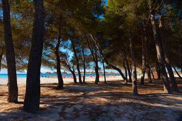 Playa de Alcudia (Mallorca) desde un bosque de pinos que nacen en la misma arena de la playa. Al fondo, la arena, las sombrillas y el mar Mediterráneo. Islas Baleares, España.